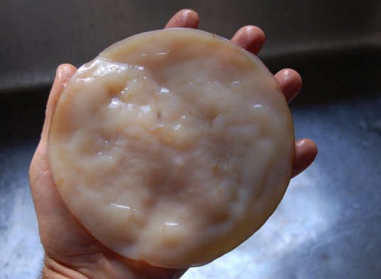 scoby